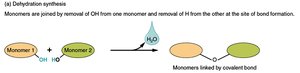 Dehydration synthesis reaction diagram