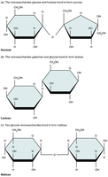 Structures of disaccharides