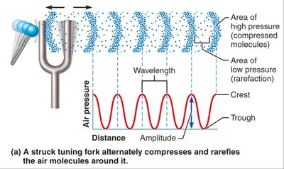 A struck tuning fork alternately compresses and rarefies the air molecules around it.