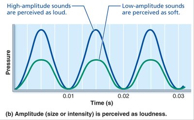 Amplitude (size or intensity) is perceived as loudness.