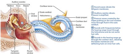Pathway of sound waves through the ear.