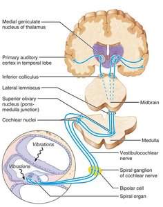 Ascending auditory pathway from cochlea to cortex.