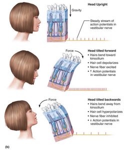Structure and function of a macula.