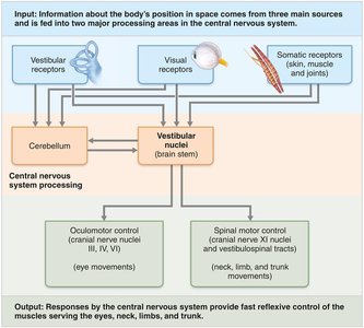 Neural pathways of the balance and orientation system.