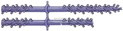 Myofibril structure