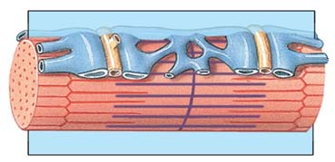 Triad structure in muscle fiber