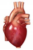 Human heart representing cardiac muscle