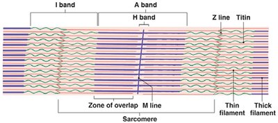 Titin protein in sarcomere