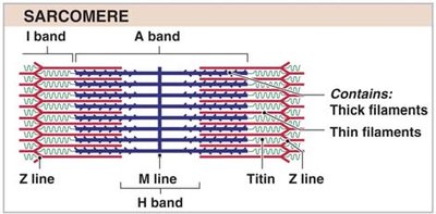 Levels of muscle organization