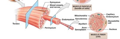 Muscle structure showing epimysium, perimysium, endomysium