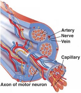 Cross-section of muscle showing nerves and blood vessels