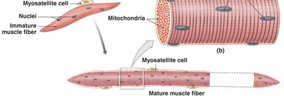 Mature muscle fiber with myosatellite cells