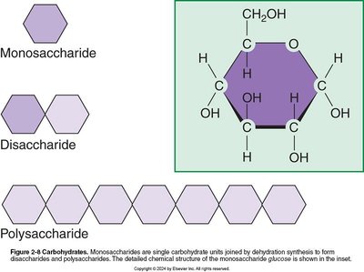 Carbohydrate structure: monosaccharide, disaccharide, polysaccharide