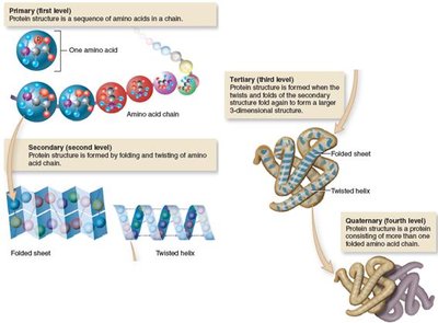 Levels of protein structure