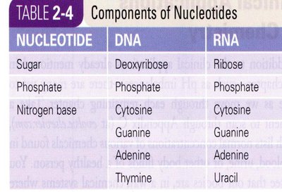 Components of nucleotides