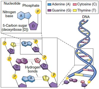 DNA structure and nucleotide pairing