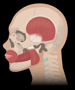 Muscles of mastication diagram