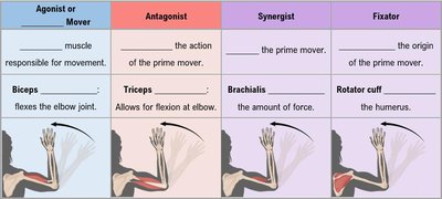 Agonist, Antagonist, Synergist, Fixator diagram