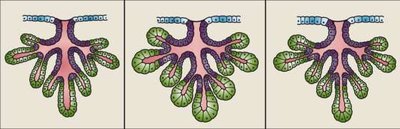 Diagrams of compound gland structures