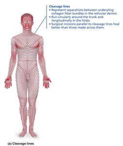 Cleavage lines on the human body