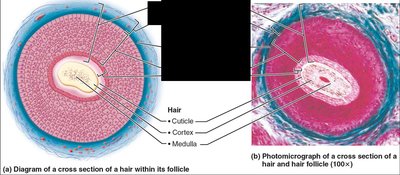 Cross-section of hair shaft