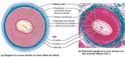 Cross-section of hair follicle