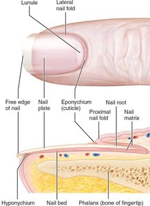 Structure of a nail