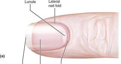 Nail with labeled lunule and folds