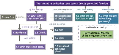 Flowchart of integumentary system topics