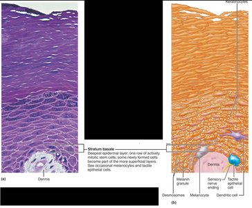 Stratum basale micrograph and diagram