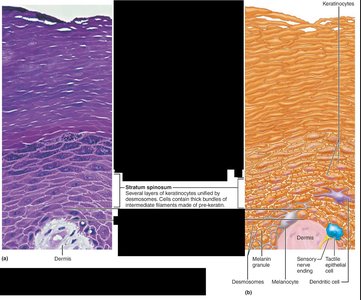 Stratum spinosum micrograph and diagram
