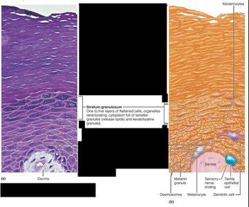 Stratum granulosum micrograph and diagram