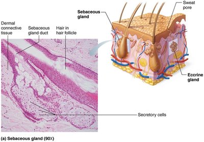 Sebaceous gland histology