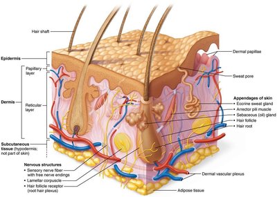 Skin structure diagram