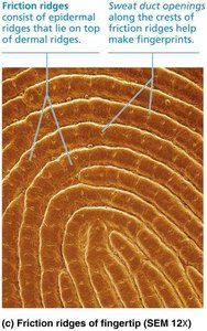 Friction ridges of fingertip