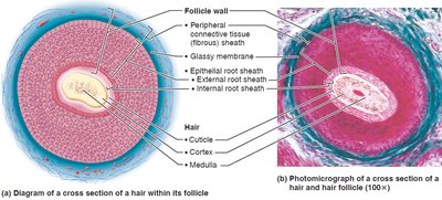 Cross section of hair follicle