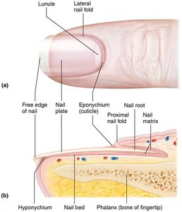 Nail anatomy diagram