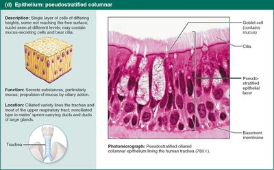 Pseudostratified columnar epithelium in trachea.