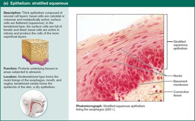 Stratified squamous epithelium in esophagus.