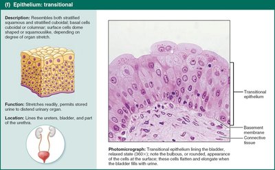 Transitional epithelium in bladder.