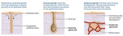 Formation of multicellular exocrine and endocrine glands.