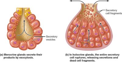 Chief modes of secretion in human exocrine glands.