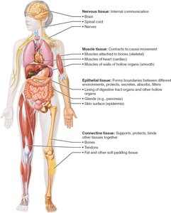Overview of four basic tissue types: epithelial, connective, muscle, and nervous tissues.