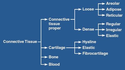 Overview of types of connective tissue.