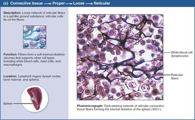 Reticular connective tissue.