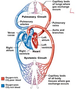Diagram of pulmonary and systemic circuits showing blood flow through the heart