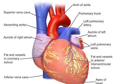 External anatomy of the heart showing major vessels and surface features