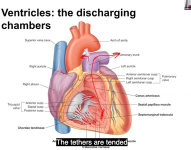 Internal anatomy of the heart showing ventricles and chordae tendineae