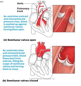 Diagram showing semilunar valve function during ventricular contraction and relaxation