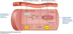 Diagram of glycolytic and oxidative energy sources in muscle fibers